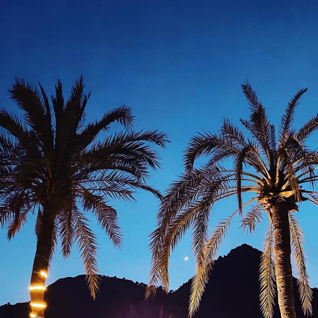 Palm trees lit at twilight with crescent moon